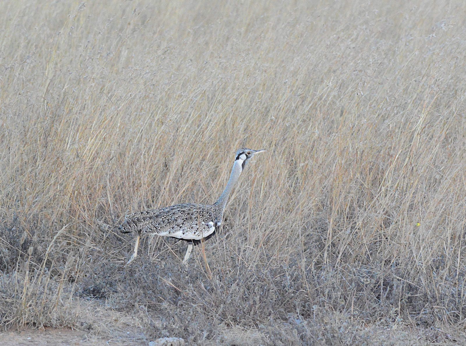 image Hartlaub's Bustard